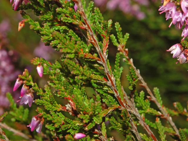 Calluna vulgaris / Brugo